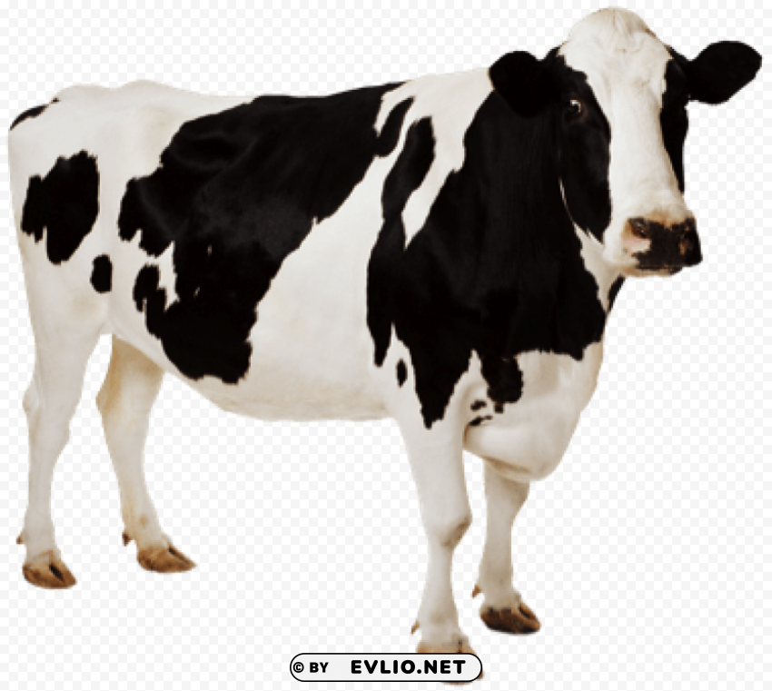 cow HighQuality Transparent PNG Isolated Graphic Element