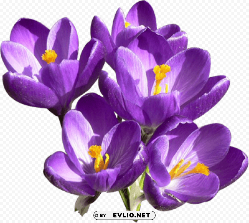 crocus PNG images with high-quality resolution