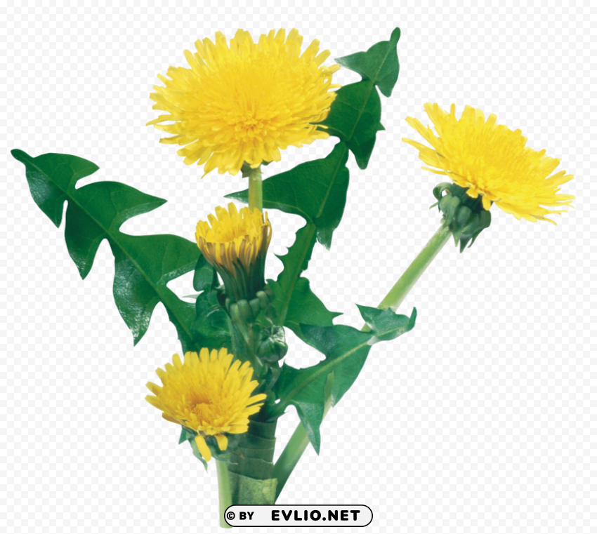 dandelion Isolated Subject on Clear Background PNG