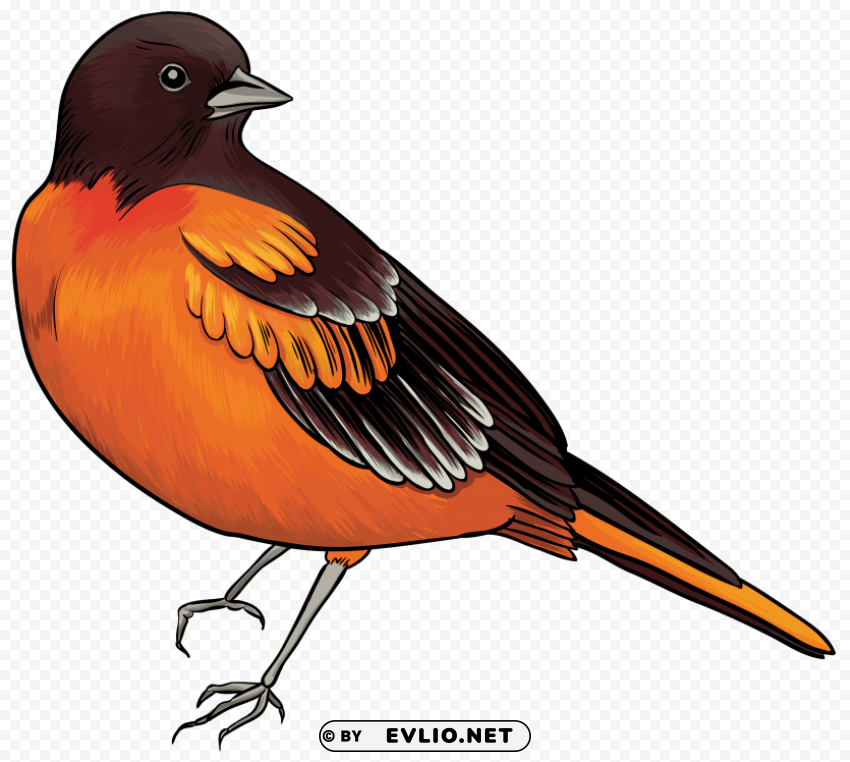 black and orange bird HighResolution Transparent PNG Isolation