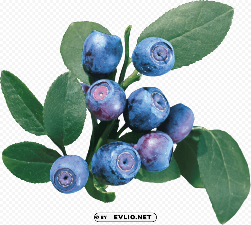 blueberries Isolated PNG Item in HighResolution