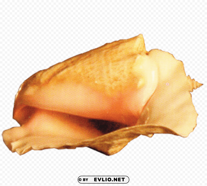 conch PNG files with transparent backdrop