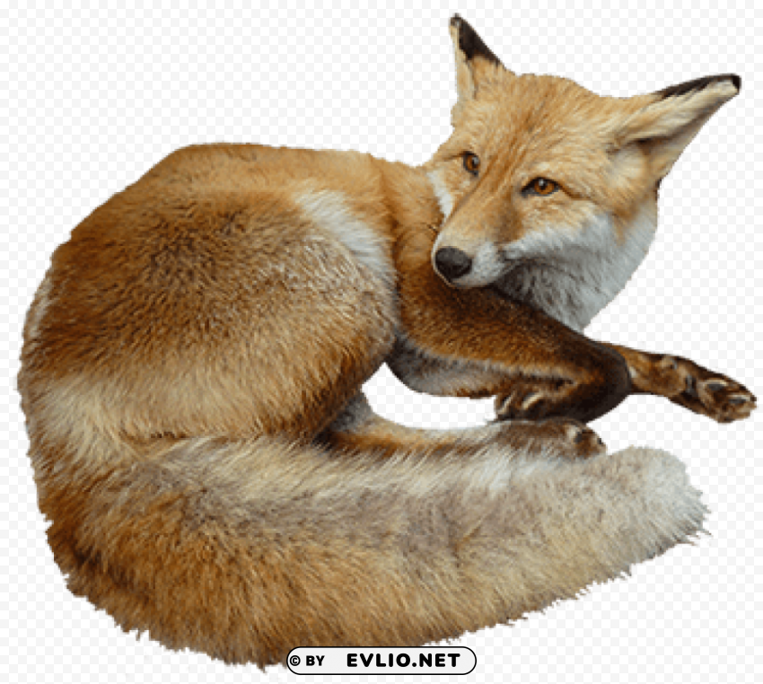 Fox Isolated Artwork In Transparent PNG