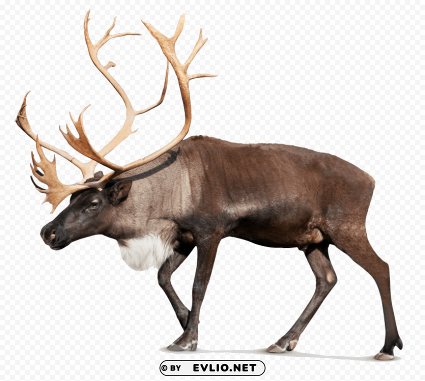 moose pic PNG transparent graphics for projects