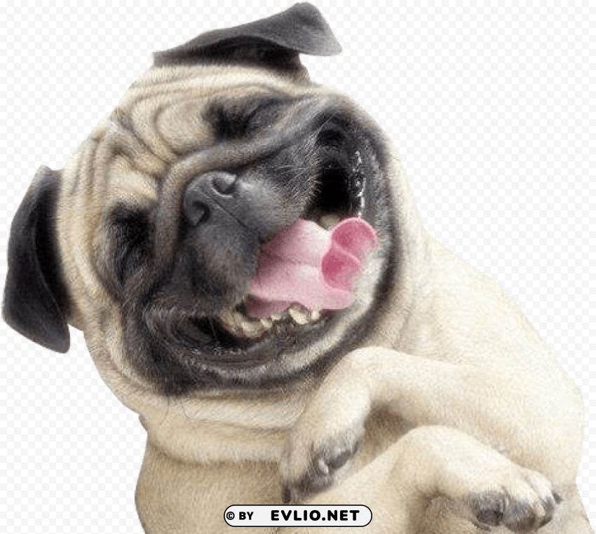 pug smile PNG Graphic with Isolated Transparency PNG transparent with Clear Background ID cfe9f1db