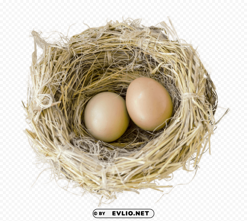 Bird Nest PNG transparent photos extensive collection