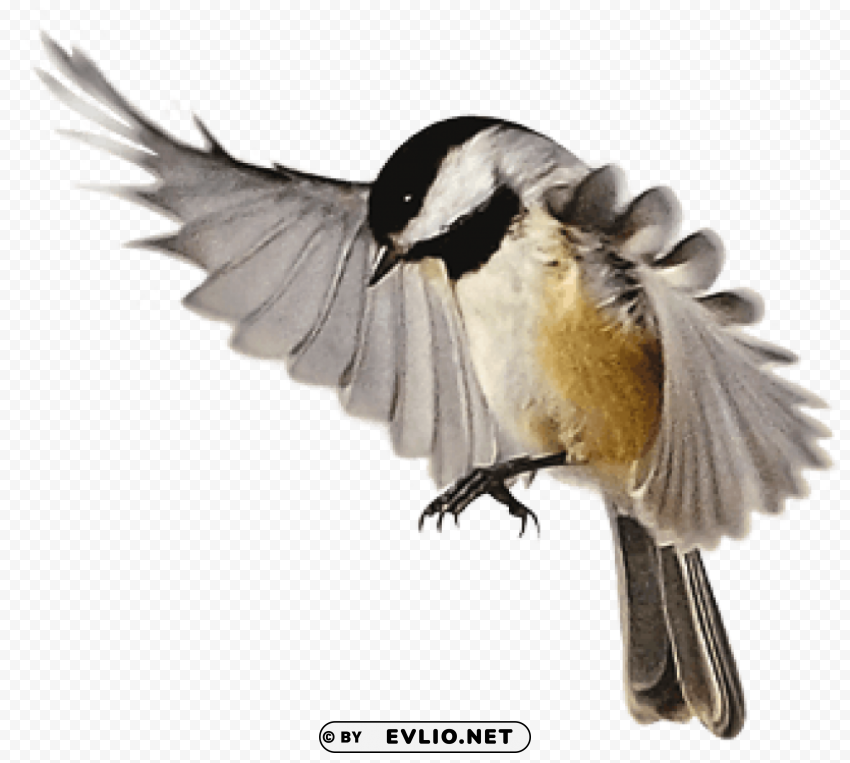 Birds PNG file with no watermark