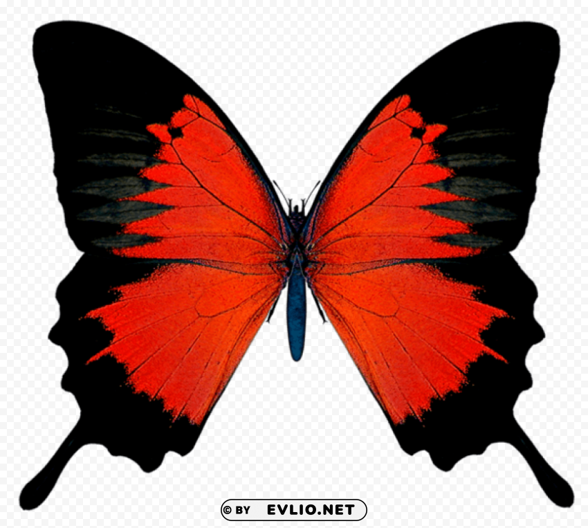 black and red butterfly Transparent PNG Isolated Object with Detail clipart png photo - bbf468b2