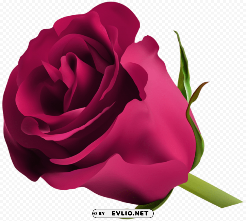 Pink Rose Transparent Background PNG Images Selection