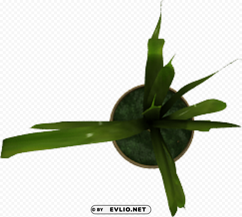 Plant PNG Photo