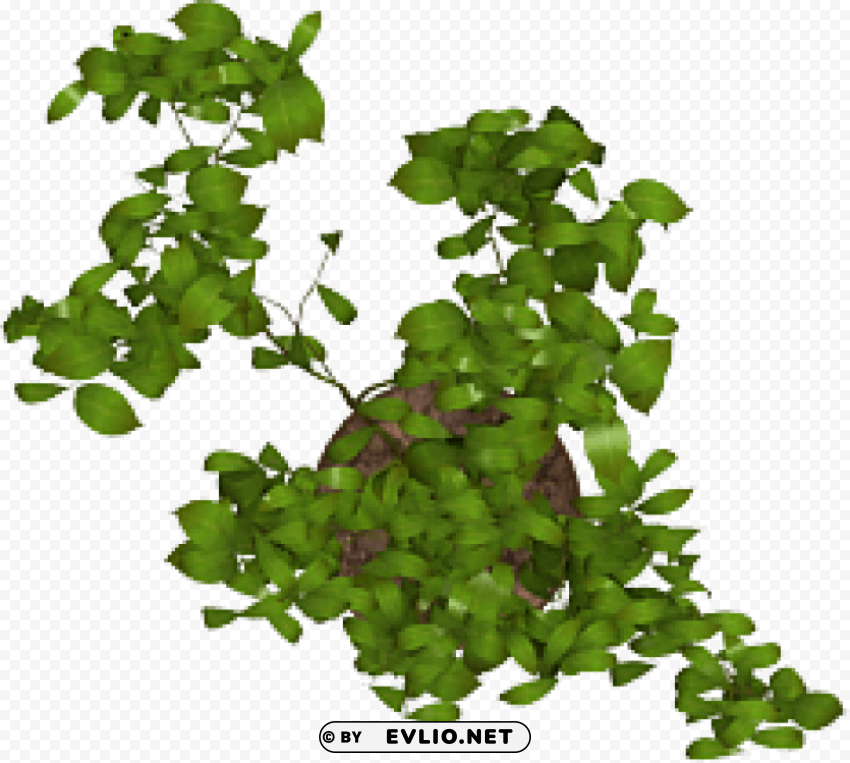Plant PNG photo without watermark