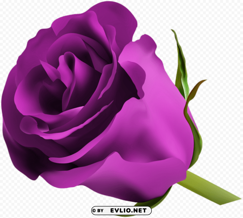 Purple Rose Transparent Background PNG Isolated Pattern
