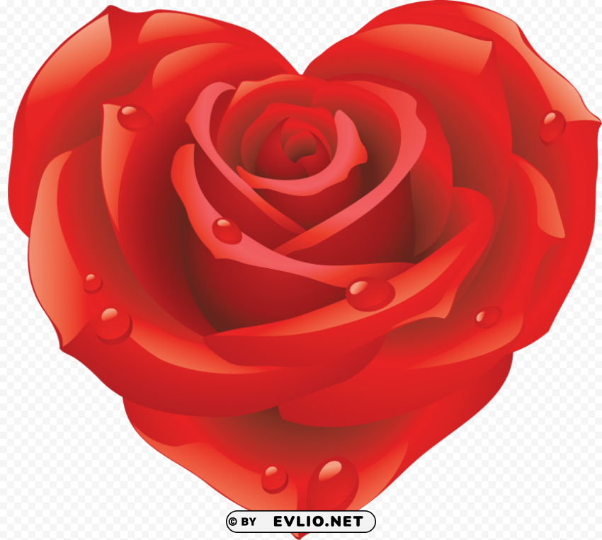 red rose Clear PNG graphics clipart png photo - df7ced7a