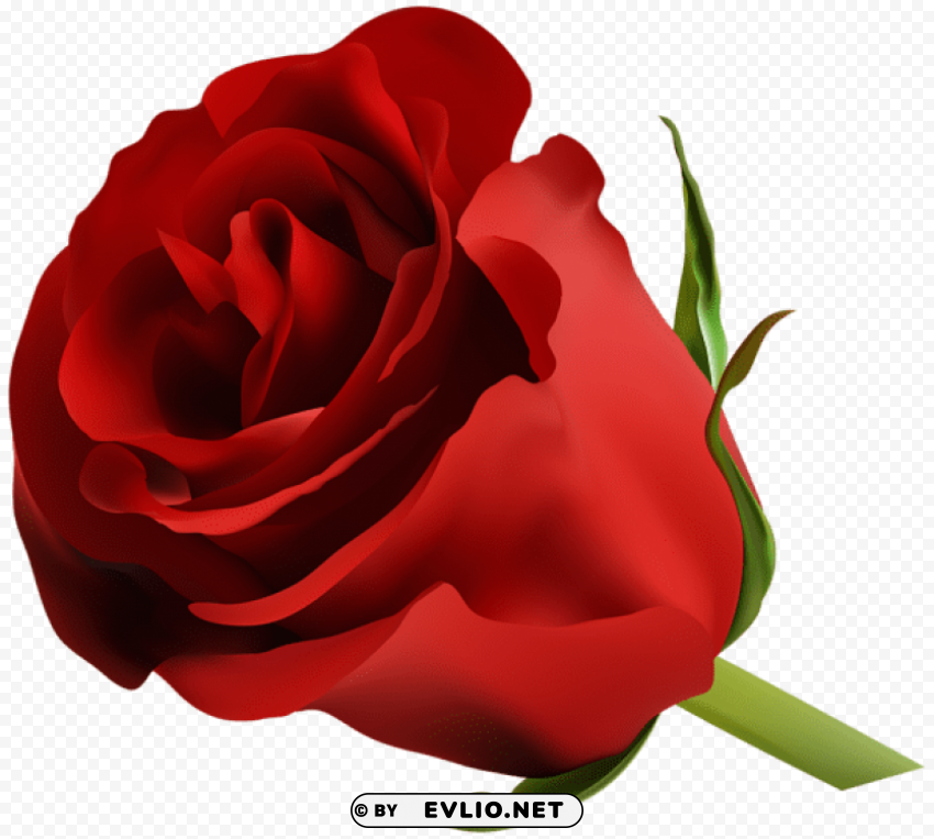 red rose Transparent Background Isolation of PNG