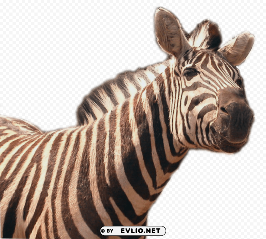 zebra image Clear PNG