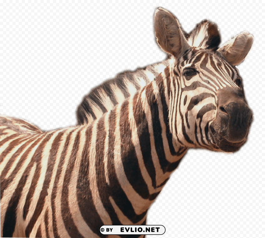 zebra HighResolution Isolated PNG Image