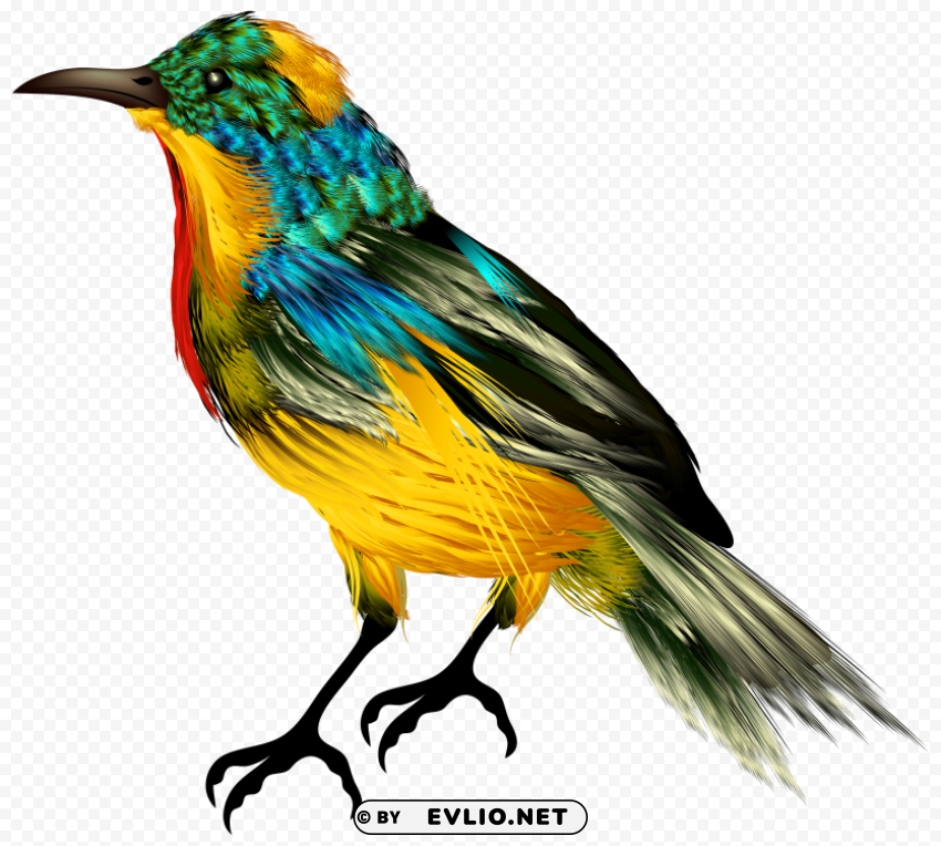 colourful bird Isolated Artwork in HighResolution Transparent PNG
