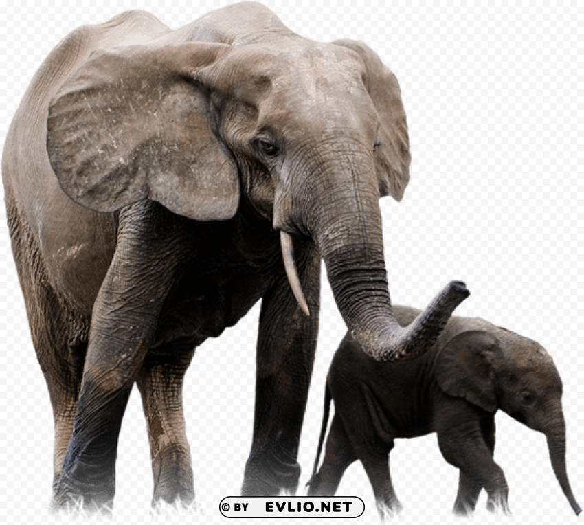 elephant PNG images with transparent canvas