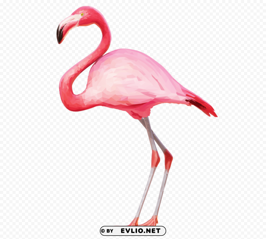 flamingo Clear PNG image