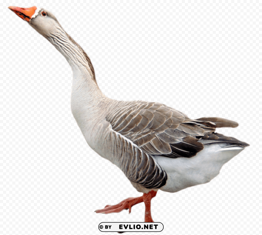 goose Images in PNG format with transparency