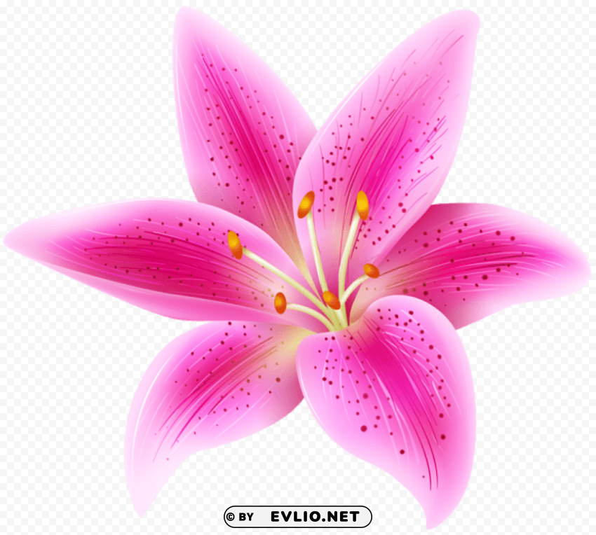 pink lily flower transparent Clear Background PNG Isolation