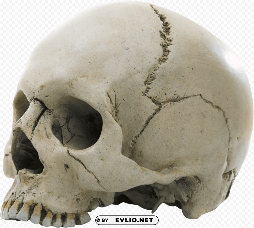 Skull Free PNG