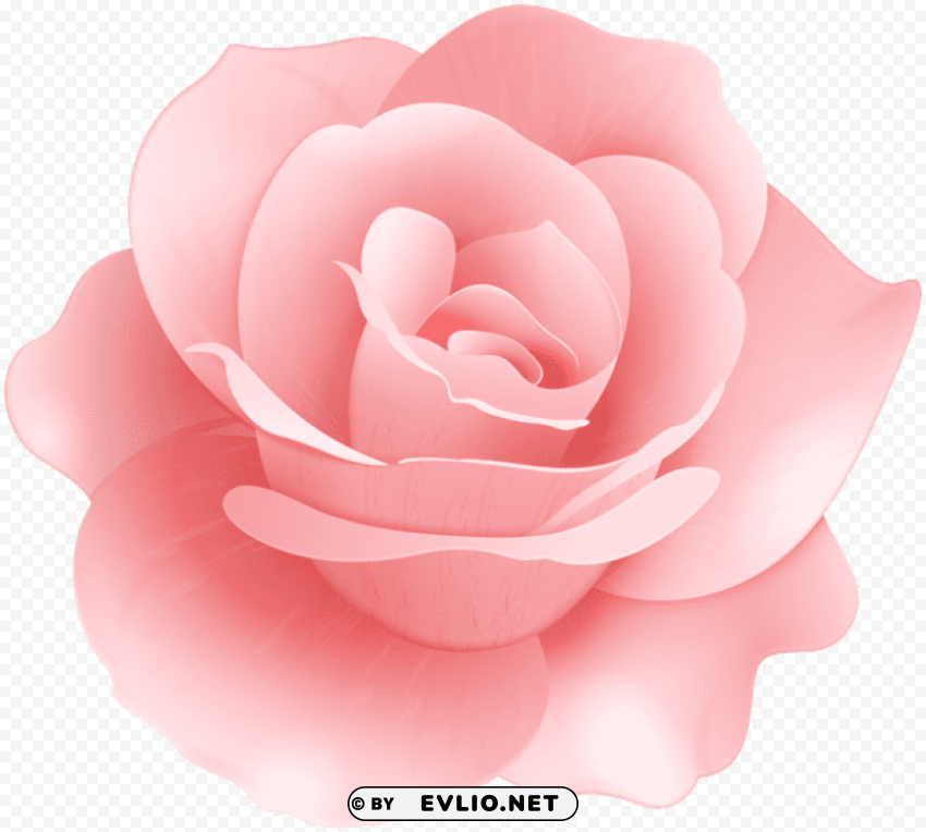 soft rose flower PNG isolated