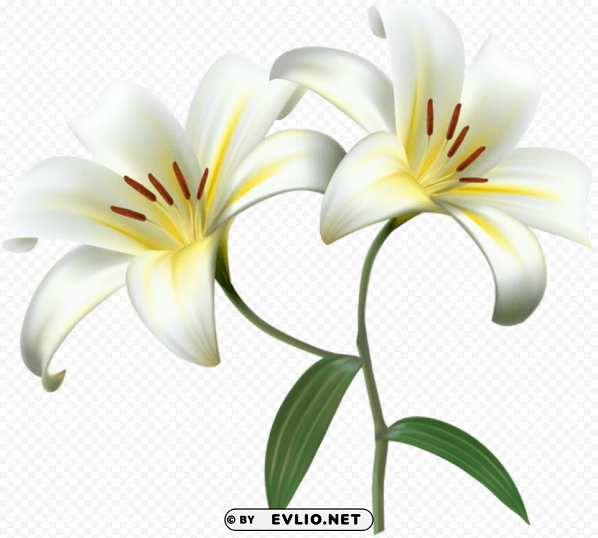 white lilium flower decorative Transparent PNG graphics complete archive