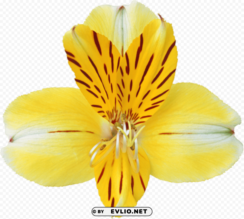 PNG image of yellow orchid PNG transparent graphics comprehensive assortment with a clear background - Image ID b37c2c96