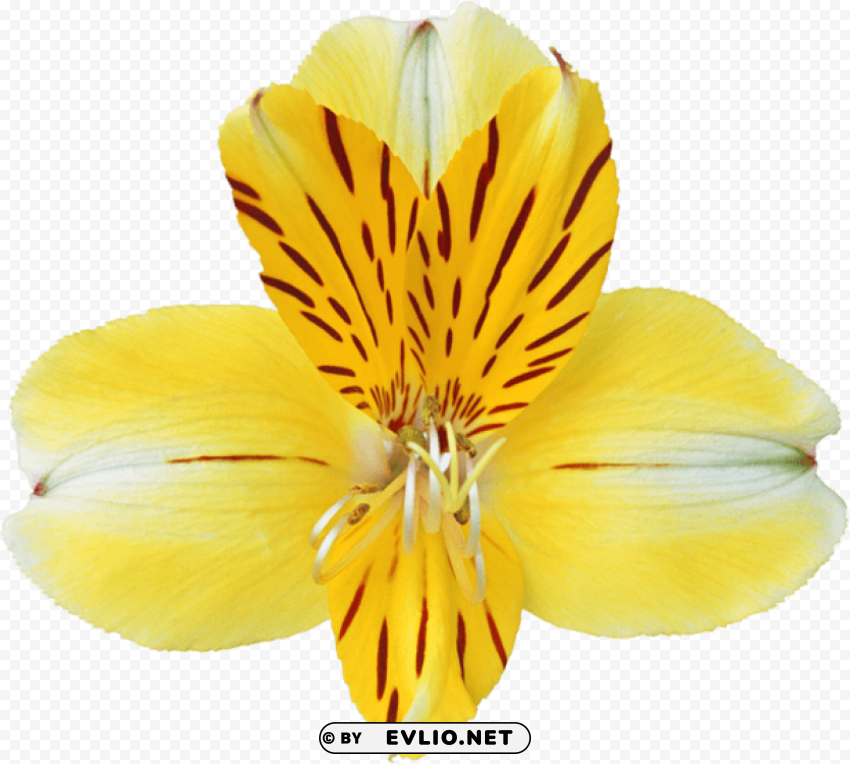 Yellow Orchid PNG Transparent Graphics Comprehensive Assortment