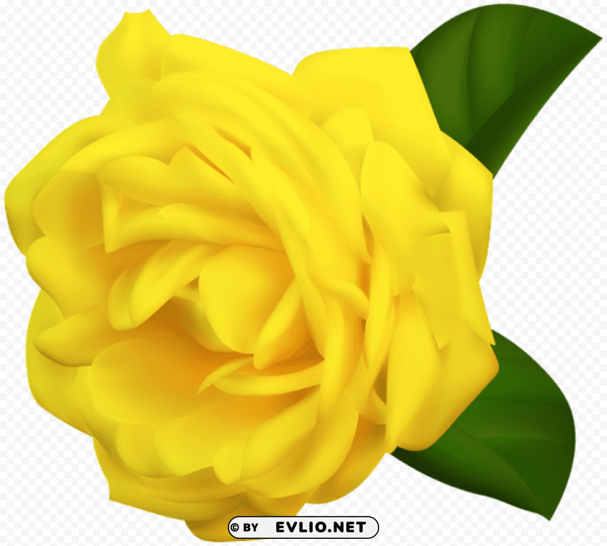 Yellow Rose Isolated Graphic In Transparent PNG Format