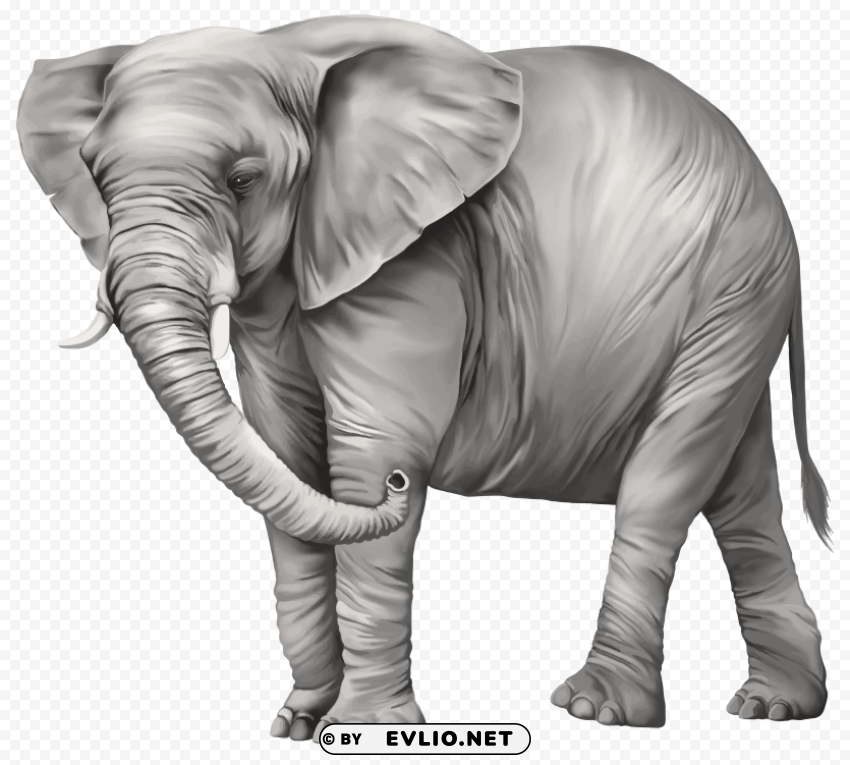 elephant PNG Image Isolated with Clear Background