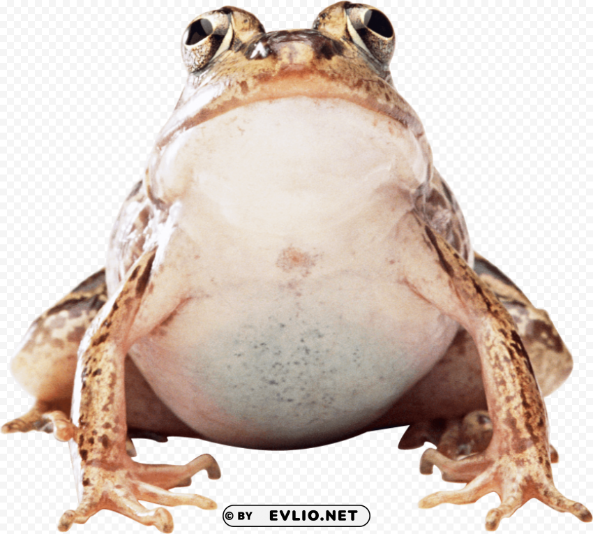 fat frog PNG Image with Clear Isolation