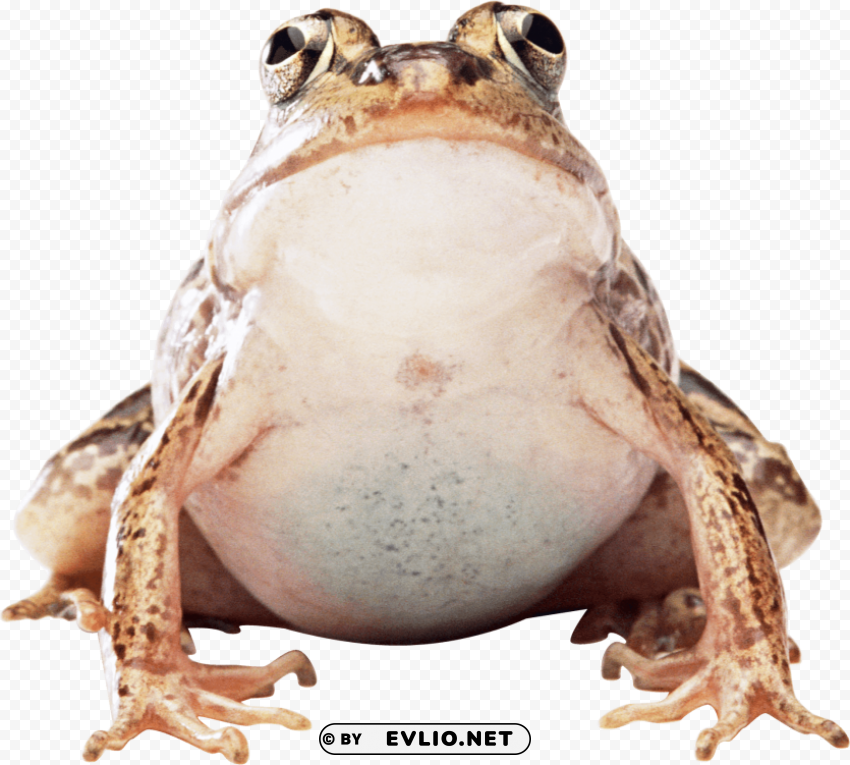 Fat Frog PNG Image With Clear Isolation