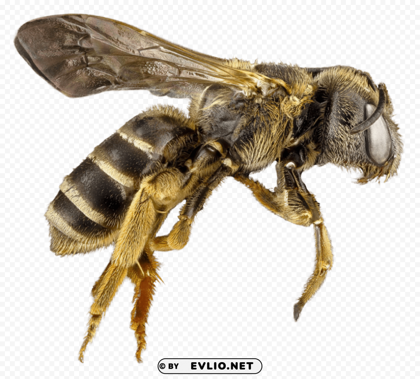 bee Transparent PNG graphics variety