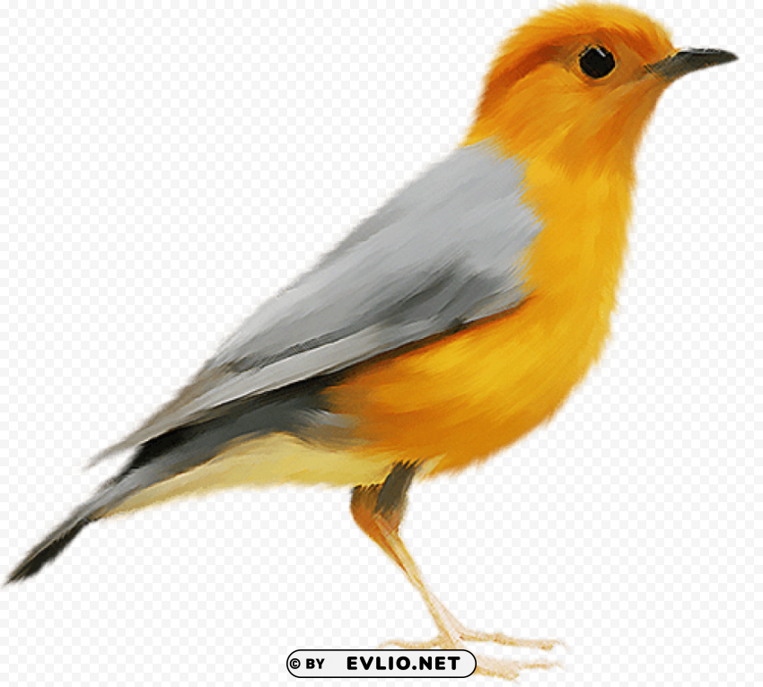 Birds PNG Clipart With Transparent Background