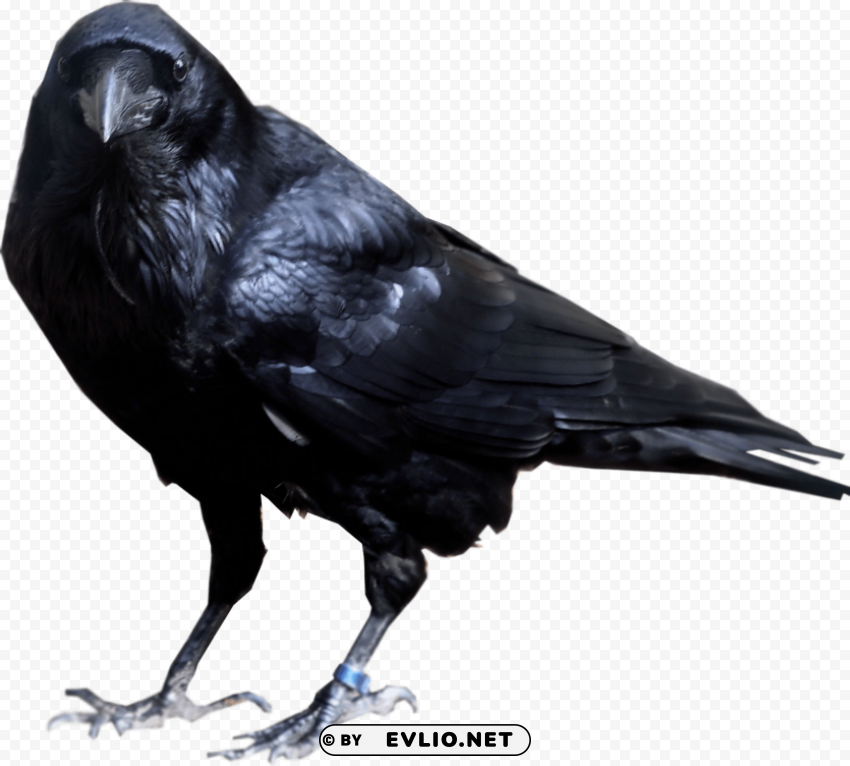 black crow standing PNG clipart