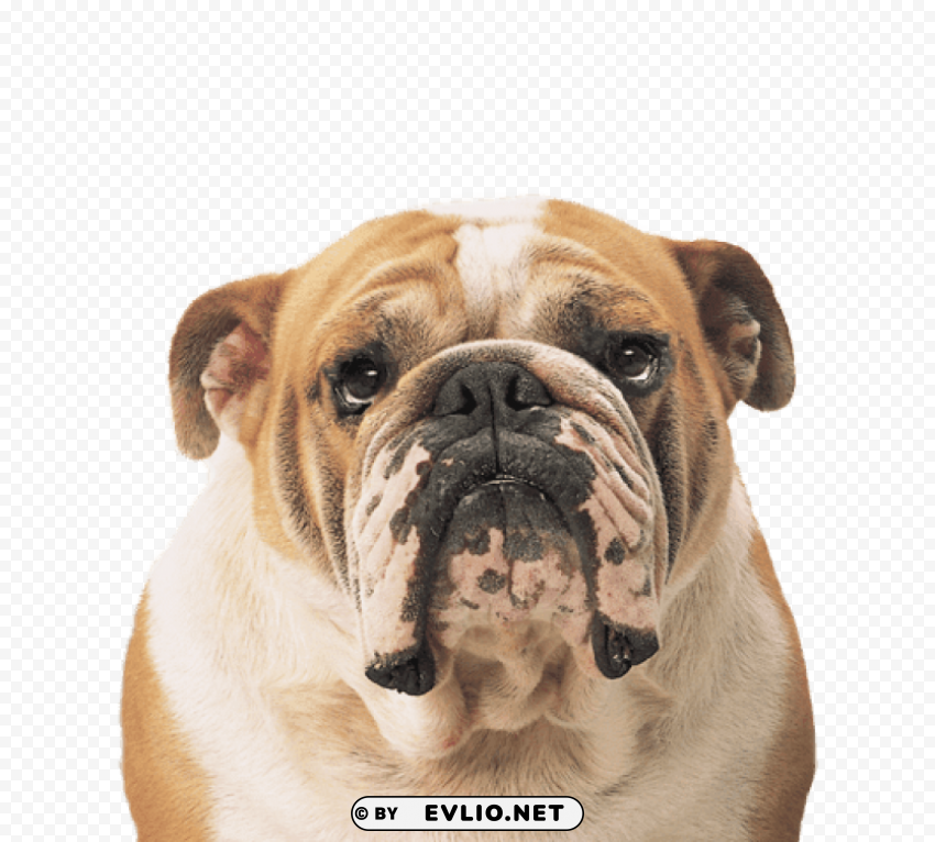 bulldog face Transparent Background PNG Object Isolation