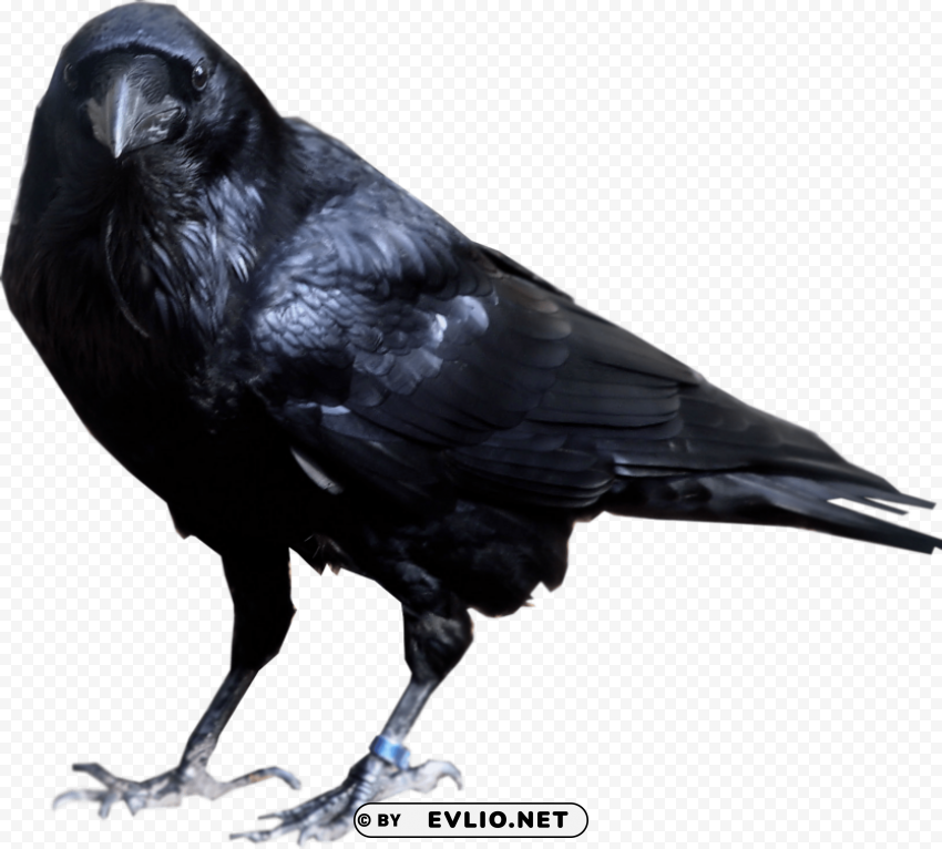 Crow Isolated Item In Transparent PNG Format