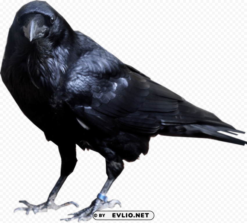 crow looking into camera PNG Graphic Isolated with Clear Background png images background - Image ID bf3d42f7