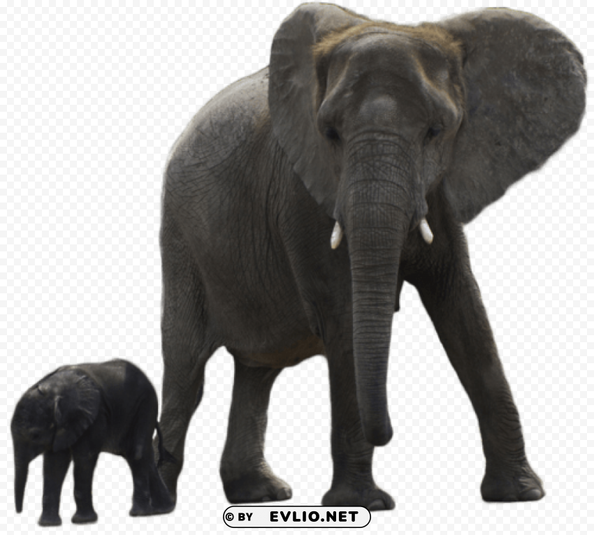 elephant PNG images with no background assortment