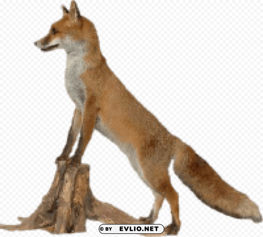 fox Isolated Artwork in HighResolution PNG