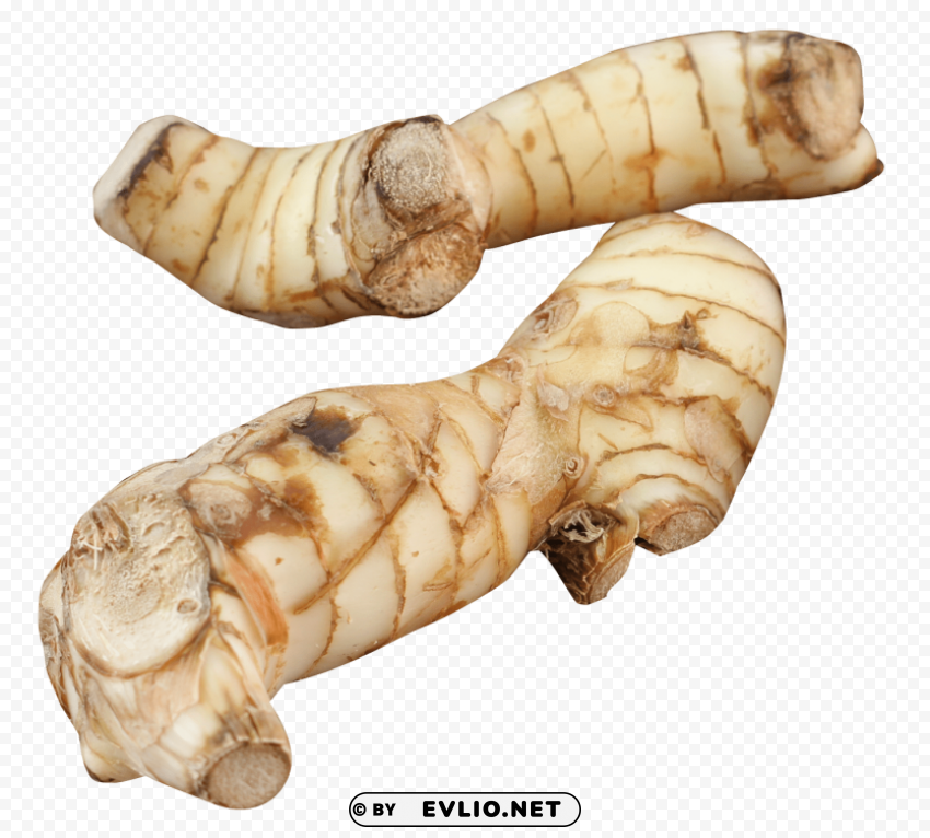 galangal Clear Background PNG Isolated Design