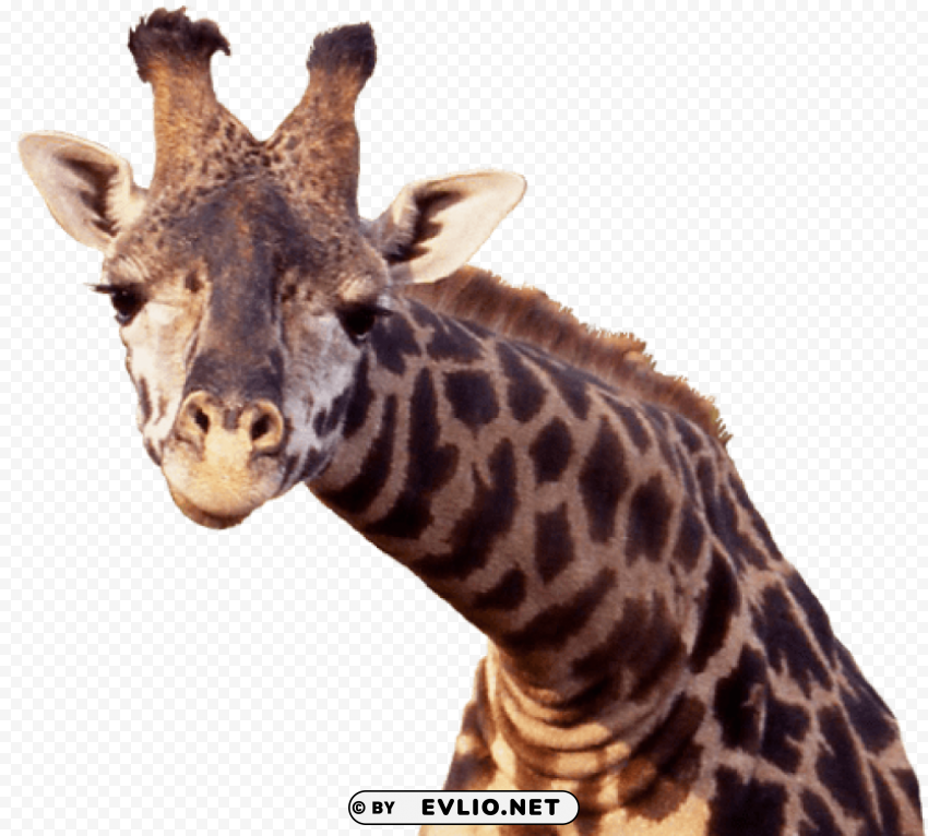 giraffe Free PNG images with alpha channel