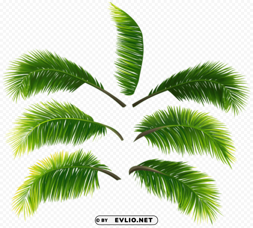 palm leaves PNG Graphic Isolated with Clarity clipart png photo - 228ca23b