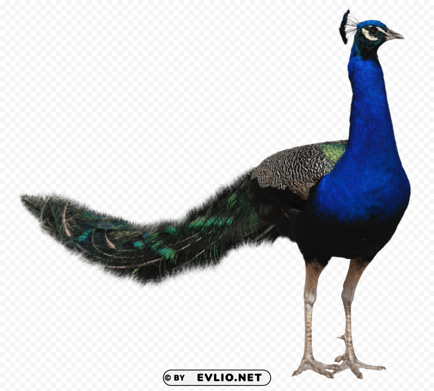 Peacock PNG pics with alpha channel