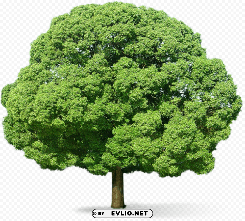 tree PNG images with transparent canvas
