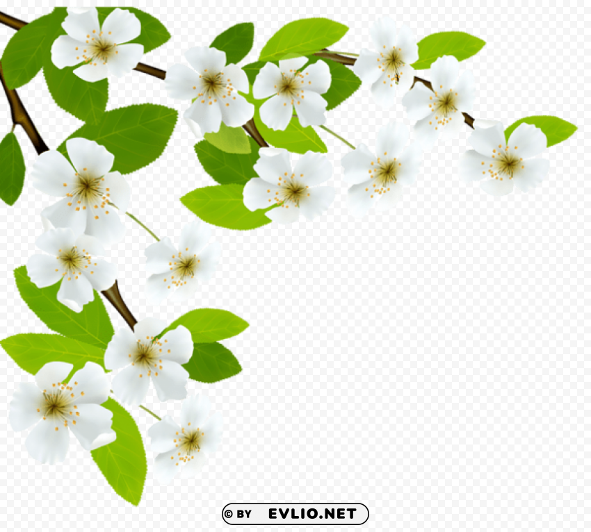 white spring branch PNG Graphic with Clear Isolation