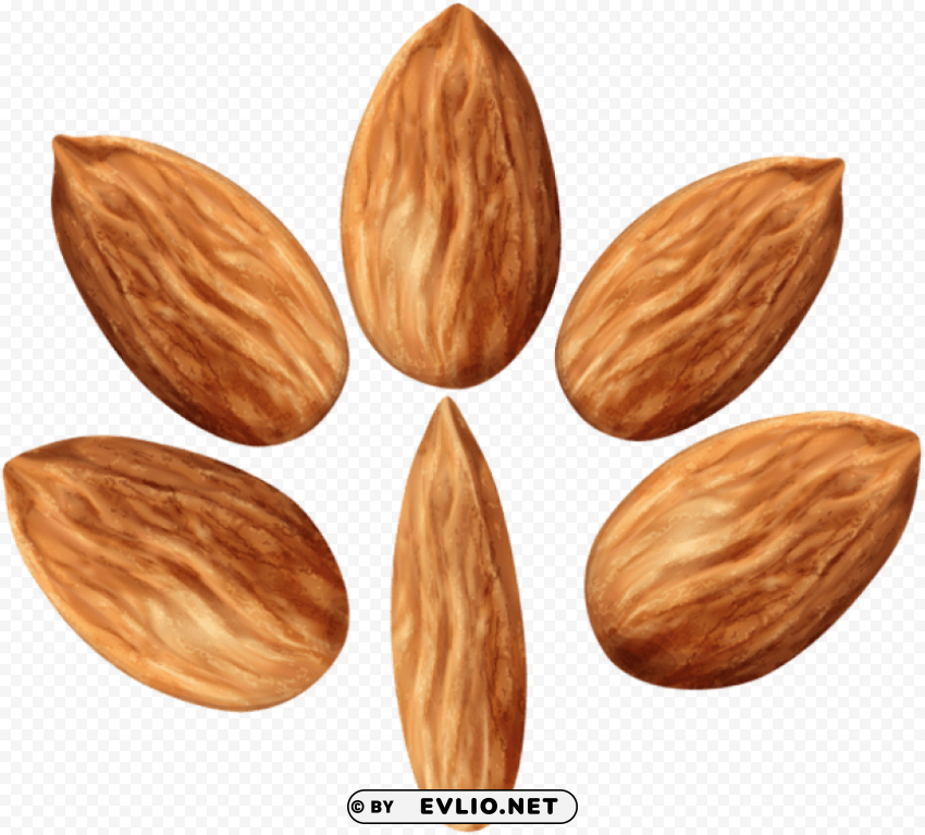 almonds set PNG Illustration Isolated on Transparent Backdrop
