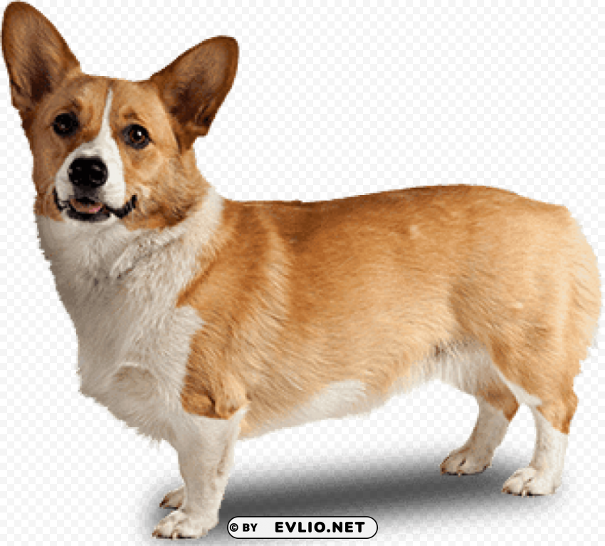 corgi dog side view PNG images with transparent canvas compilation